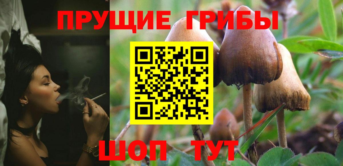 Псилоцибиновые грибы прущие грибы  купить наркотик  Северск  Псилоцибиновые грибы Magic Shrooms  Вход с VPN 